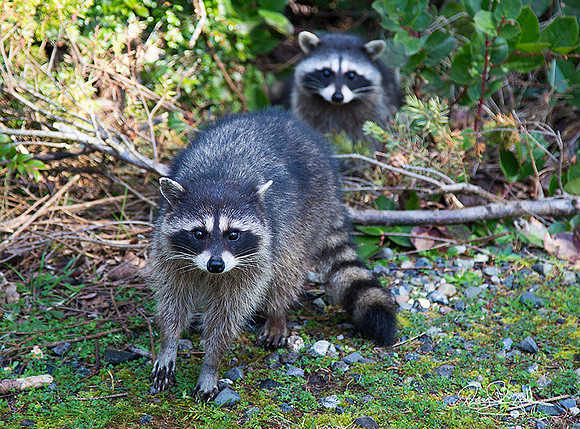 2 Raccoons