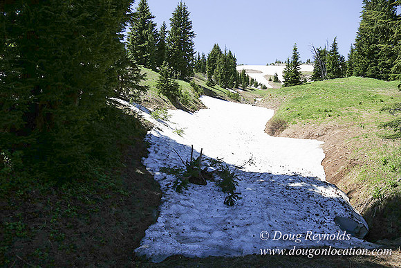 Medow's Snow-5618