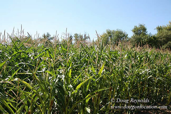 Farm 4 has Barns Shops they grow Wheat and Corn.  in the Portland Zone