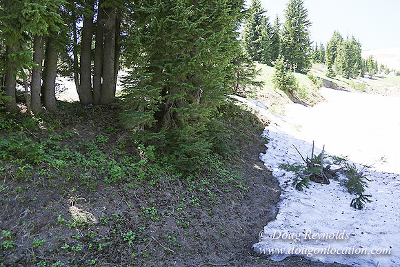 Medow's Snow-5617