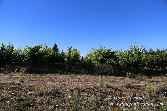 Eheck Hill-8419