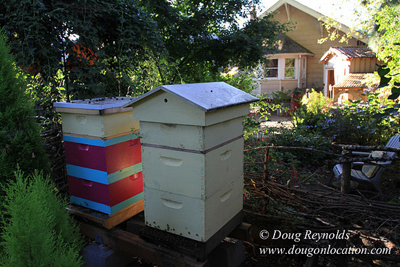 Home" Bungalow, Bee's Back yard Chickens, Small,