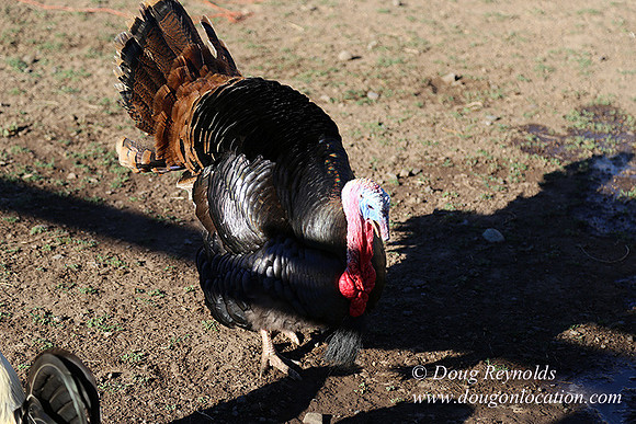 Patricks Farm Well maintained property, Lots of flowers Old Barn Farm House fruit trees Berries, Goats, Chicken’s, Turkey,