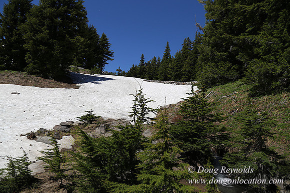 Medow's Snow-5740