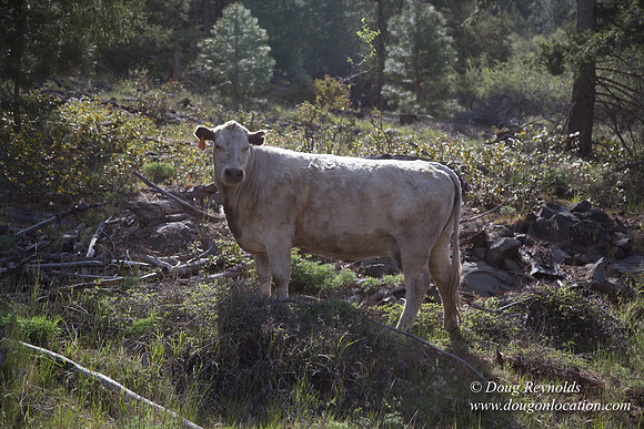 Ranch 18