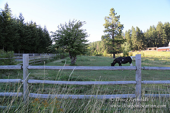 Neil Creek Horses-8557