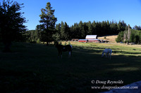 Neil Creek Horses-8553