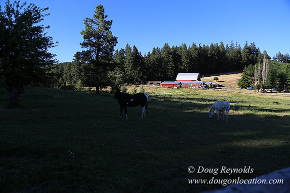 Neil Creek Horses-8553