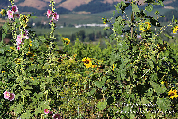 Patricks Farm Well maintained property, Lots of flowers Old Barn Farm House fruit trees Berries, Goats, Chicken’s, Turkey,