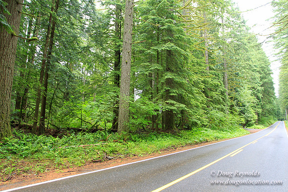 Larch Mt Rd