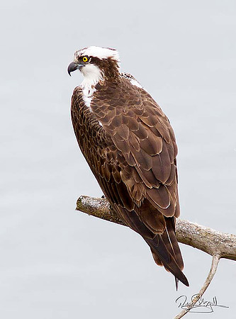 Osprey