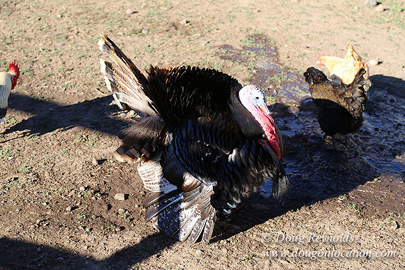 Patricks Farm Well maintained property, Lots of flowers Old Barn Farm House fruit trees Berries, Goats, Chicken’s, Turkey,