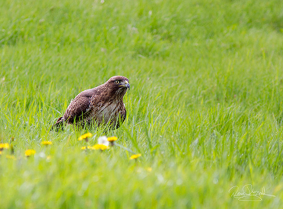 Red Tailed Hawk on Ground