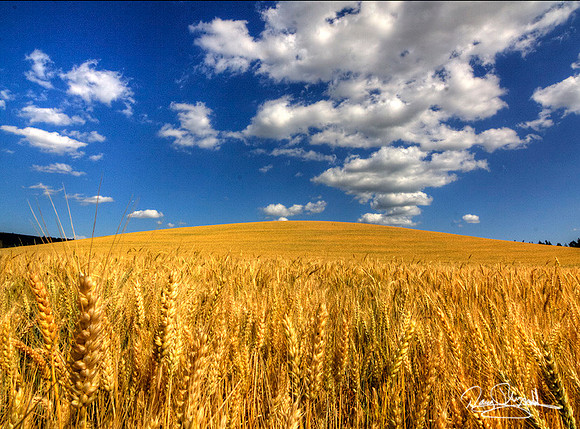 Wheat Hill & Clouds-srszsg-H5893BLS