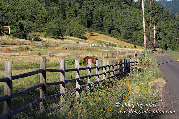 Neil Creek Horses-8561