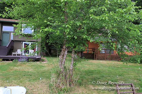 Cabin, Dock, Green, Home, House, Lake, ORBoat, Oregon, "Sky's Lake House", Yard, deck