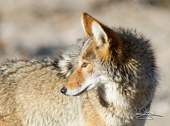 Coyote