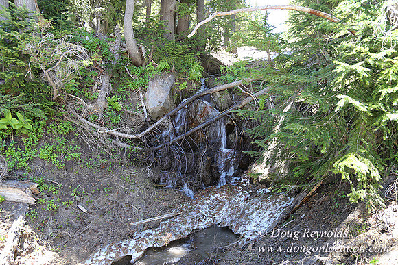 Medow's Snow-5647