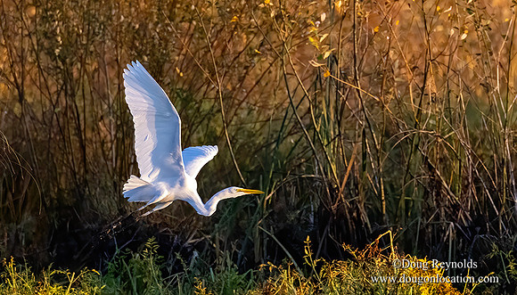 Egret Flying
