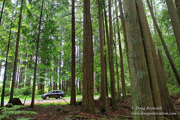 Larch Mt Rd