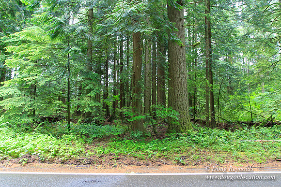 Larch Mt Rd