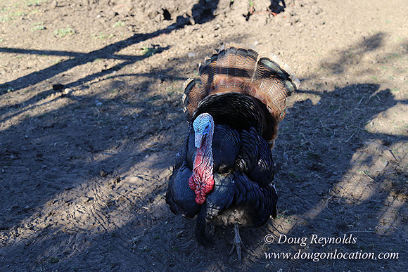 Patricks Farm Well maintained property, Lots of flowers Old Barn Farm House fruit trees Berries, Goats, Chicken’s, Turkey,