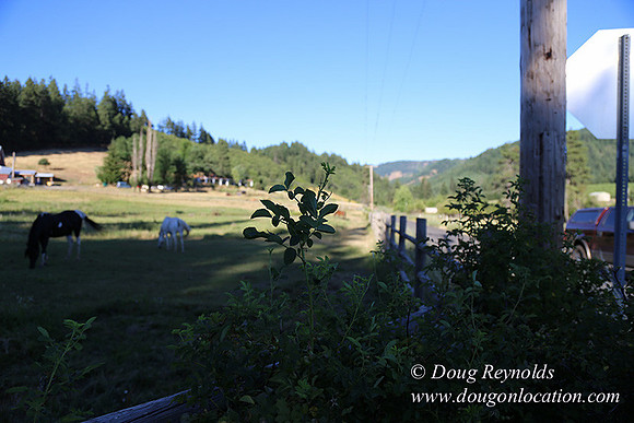 Neil Creek Horses-8545
