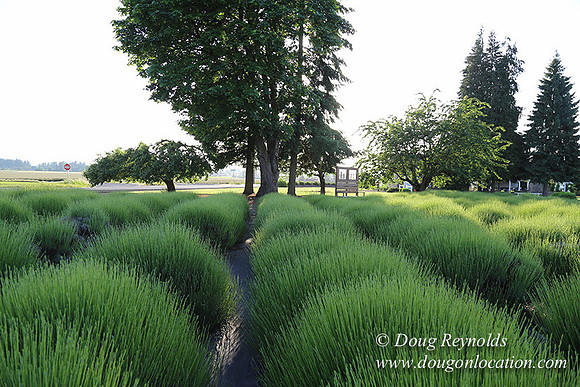 Toms Rd Side-6382