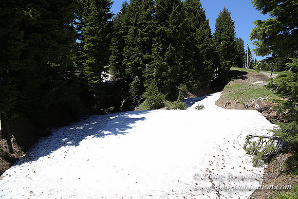 Medow's Snow-5641