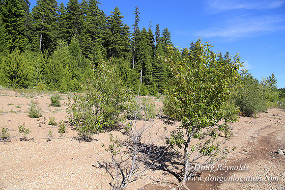 Clear Lake-3472