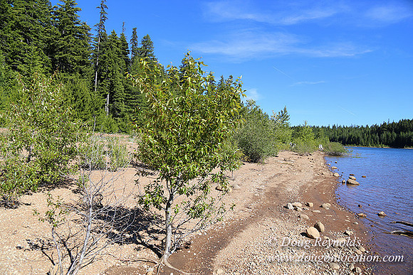 Clear Lake-3473