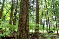Larch Mt Rd