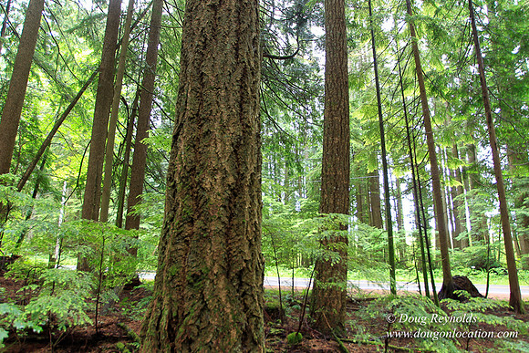 Larch Mt Rd