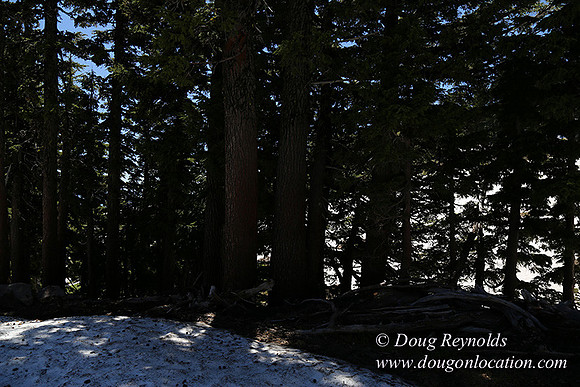 Medow's Snow-5678