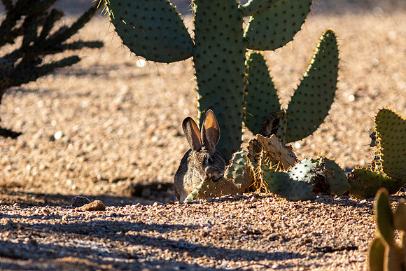 Desert Rabbit eating Cactus