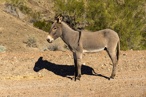 Burro in Road