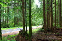 Larch Mt Rd
