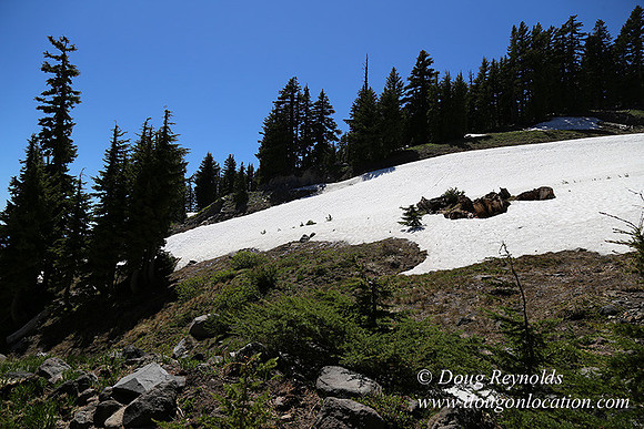 Medow's Snow-5736
