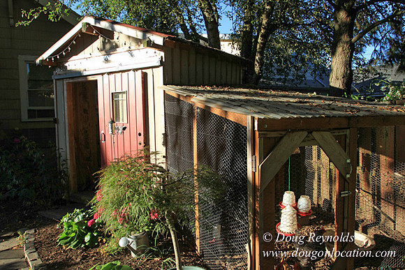 Home" Bungalow, Bee's Back yard Chickens, Small,