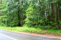 Larch Mt Rd