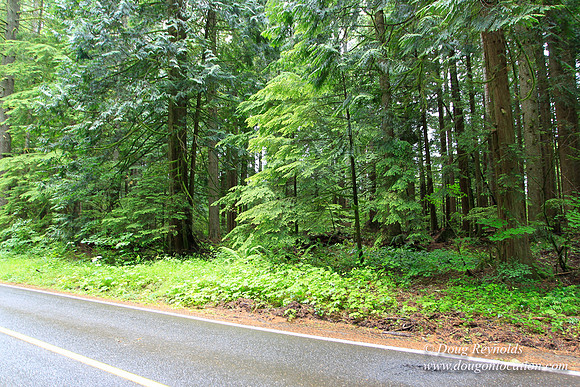 Larch Mt Rd