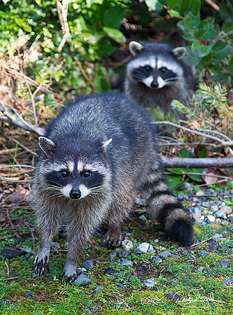 2 Raccoons