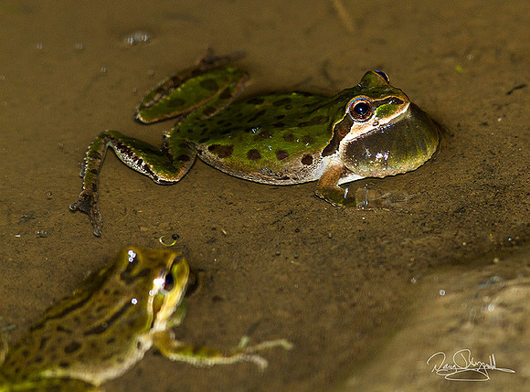 Frogs in a pond