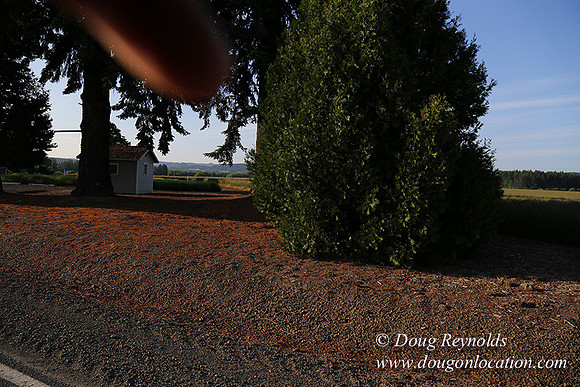 Toms Rd Side-6357