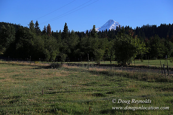 Neil Creek Horses-8562