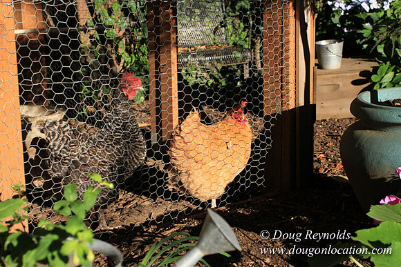 Home" Bungalow, Bee's Back yard Chickens, Small,