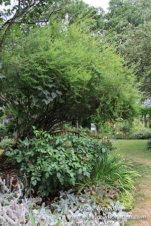 Laura’s Home This is a Portland Bungalow Style small home with a average sized and interesting back yard, nice garden with bee hive’s