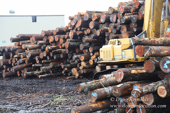 Saw Mill and Lumber Yard