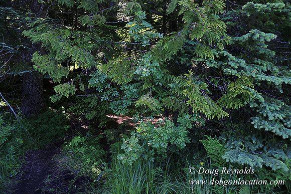 Trillium Lake-32003671