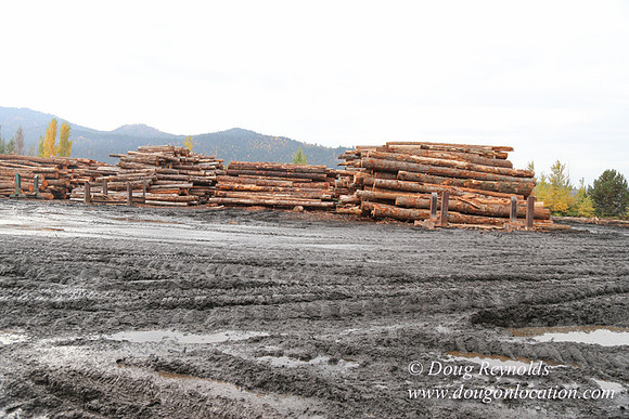 SDS Lumber-1327